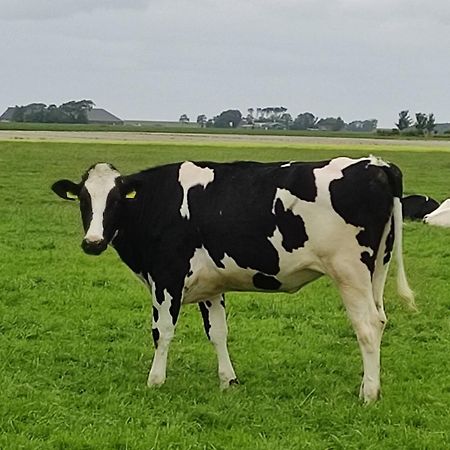 In Het Mooie Friesland Vele Bezienswaardigheden Hantum Dış mekan fotoğraf