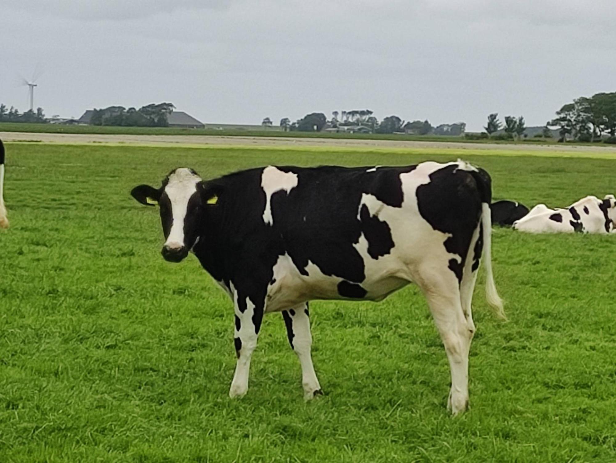 In Het Mooie Friesland Vele Bezienswaardigheden Hantum Dış mekan fotoğraf