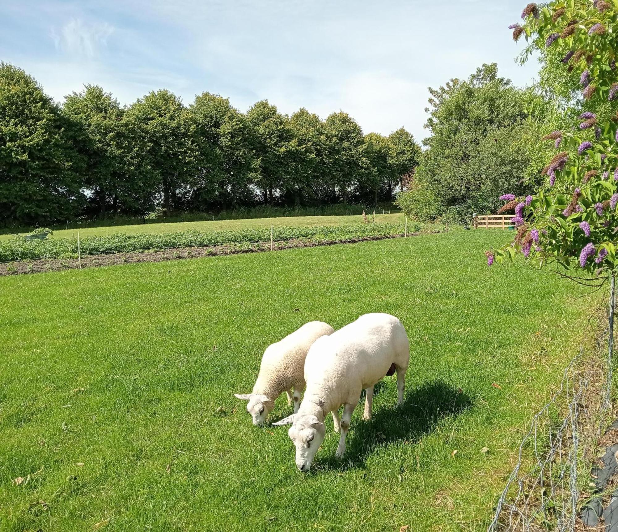 In Het Mooie Friesland Vele Bezienswaardigheden Hantum Dış mekan fotoğraf